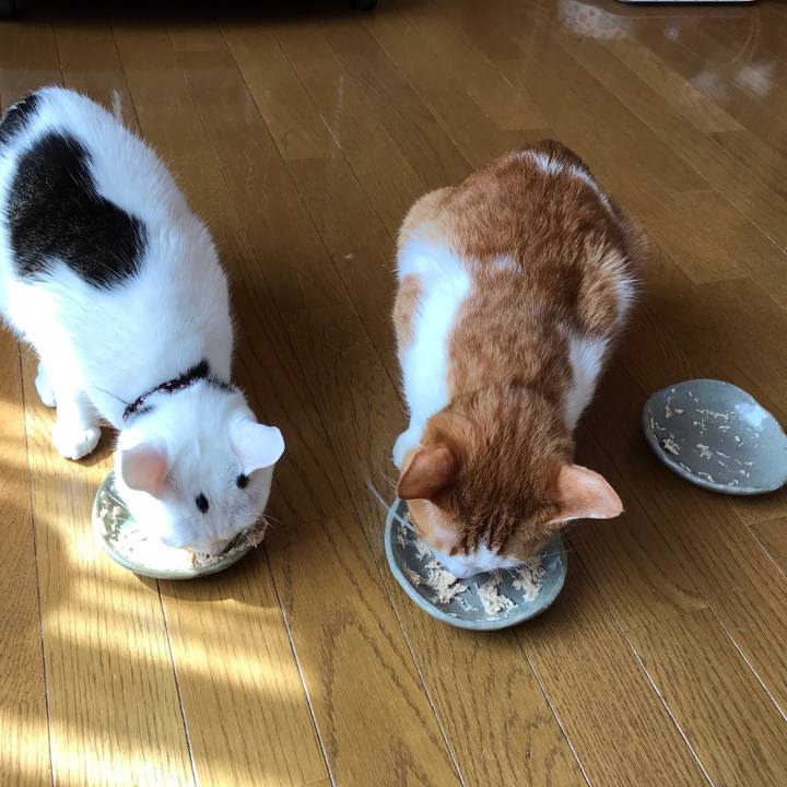 A45f6a9f 1854 4060 843a 89a392f72e61 1584842859988