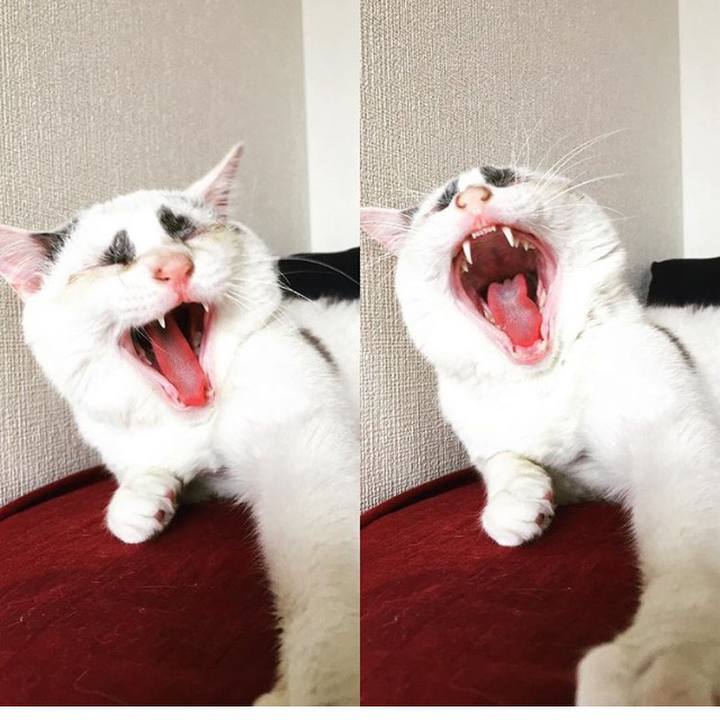 A46134c3 8a69 4a83 8a52 aa0388b590c2 1525063552089