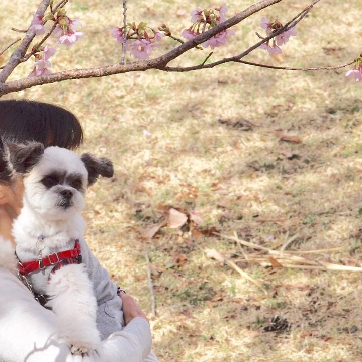 A463a3a8 1962 405c b296 87b8ad2cb652 1521675369863