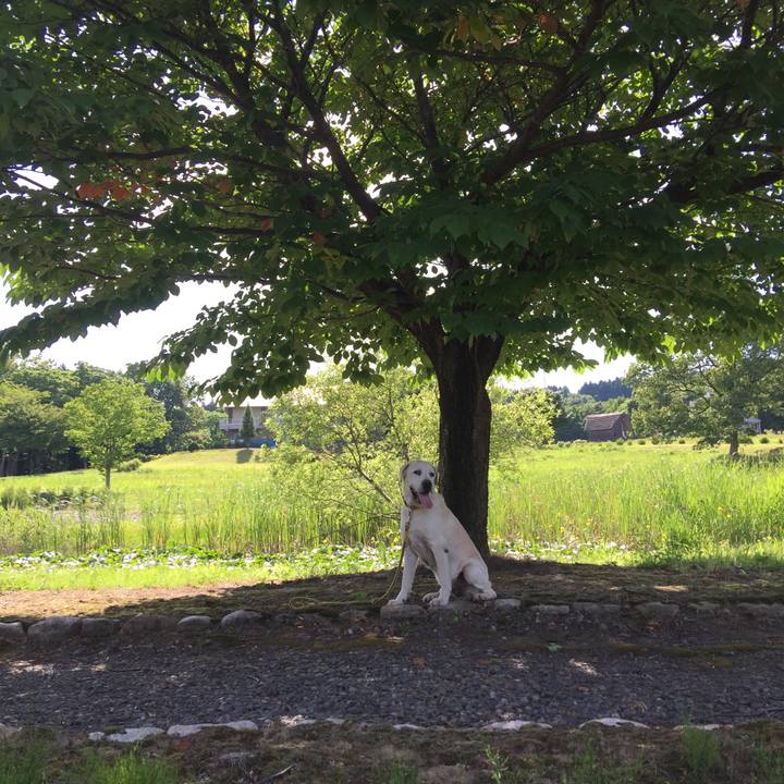 A463a566 03e2 4a64 9b00 01808d7bcfef 1529323452279