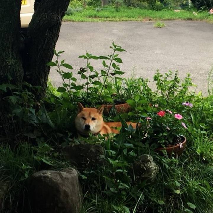 A46e213a d199 4dff 9c6f cece680c47e0 1533952461300