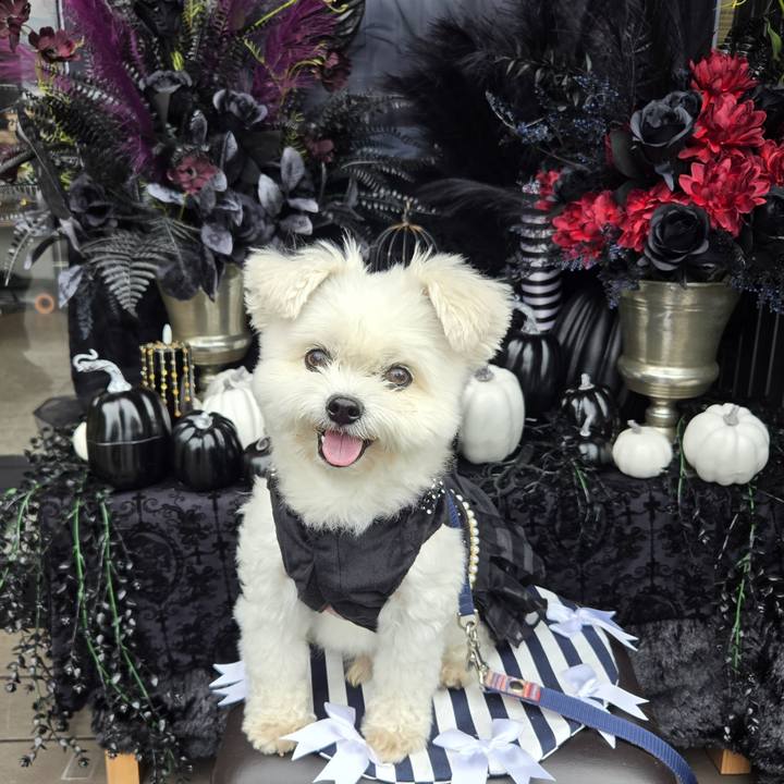 A46f5c88 f3ed 4222 b33e 4e7e1988add4 1761915957722