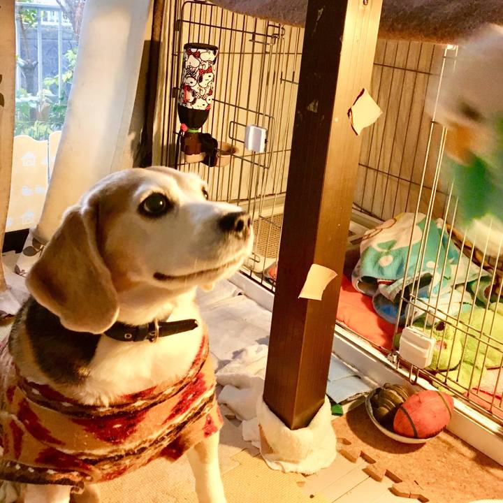 A47294ba d5f6 448e 94af d25bf1d56d41 1544859681307