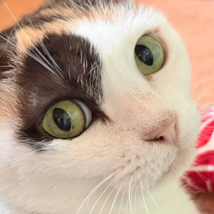 A472ce9a bc2c 4d67 9a13 3639a9ba39cf 1765588728804