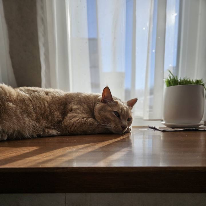 A47454e9 9058 43bb 8487 d4926fe91238 1735435761827