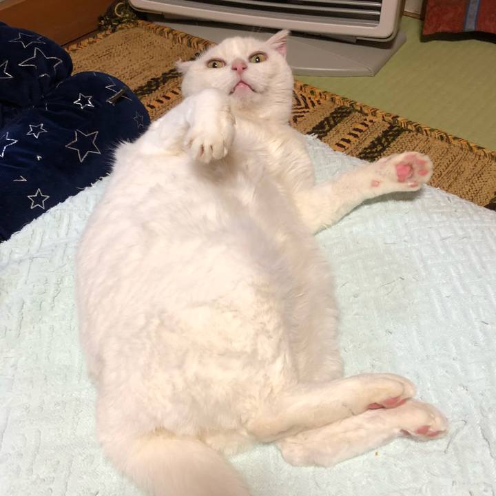 A474a0c5 738c 40e7 98ed 68e6f12733db 1545556328253