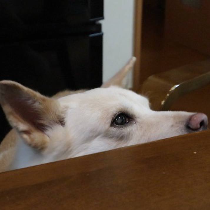 A474ea51 41a0 4252 996e cc6d2527a101 1508849772853