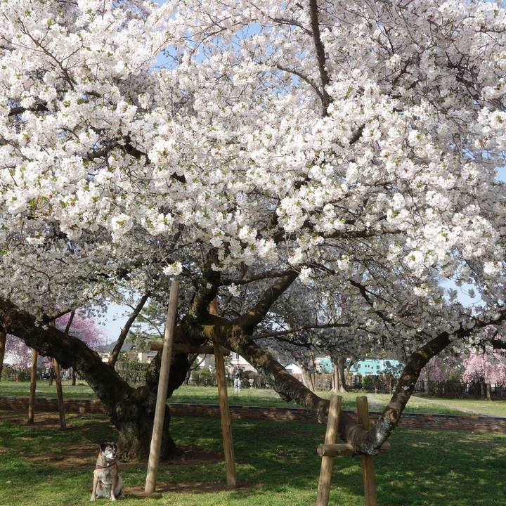 A4765dbf 37d5 4597 87da 59ad88ee8450 1743901911032