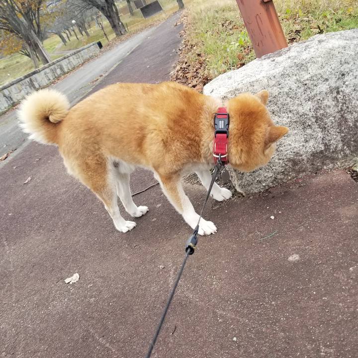 A47bf417 7d5a 4b44 a33d 95745f1bbcd6 1732597594030