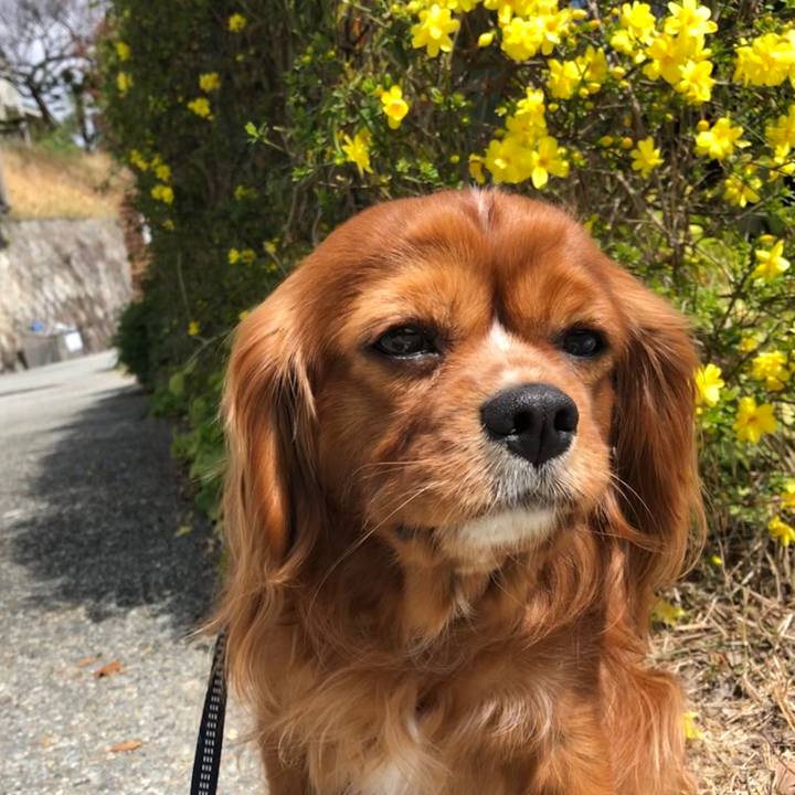 A47ce4fb 2222 47f5 9d0a c61fa4656555 1585482796039