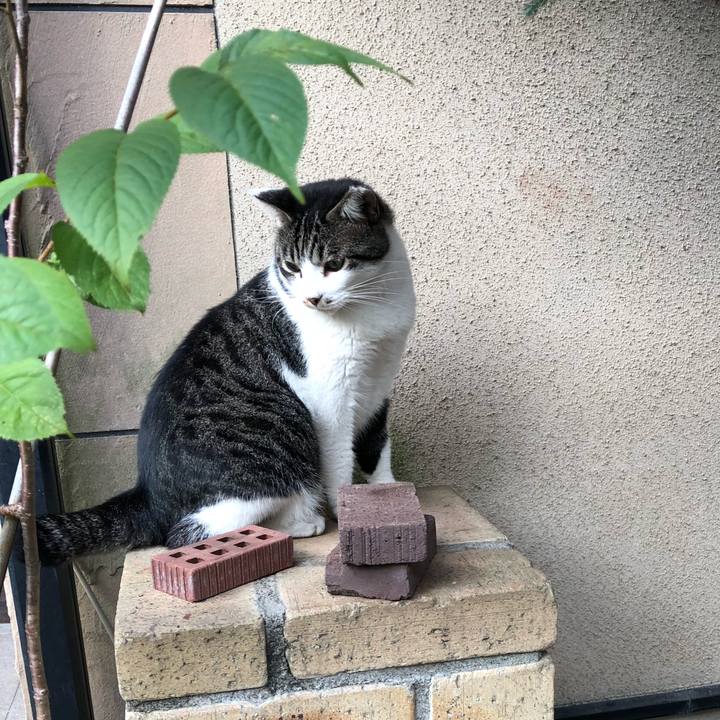 A4815ee5 4a29 4899 92f3 69fe2de38190 1532949126163