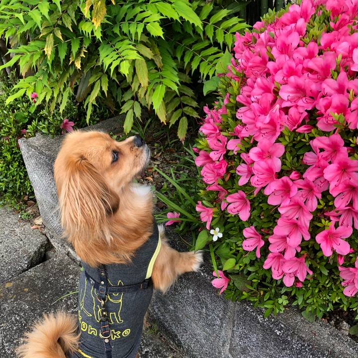 A482251b 5d6b 4361 8950 042411d9d2c0 1526510869376