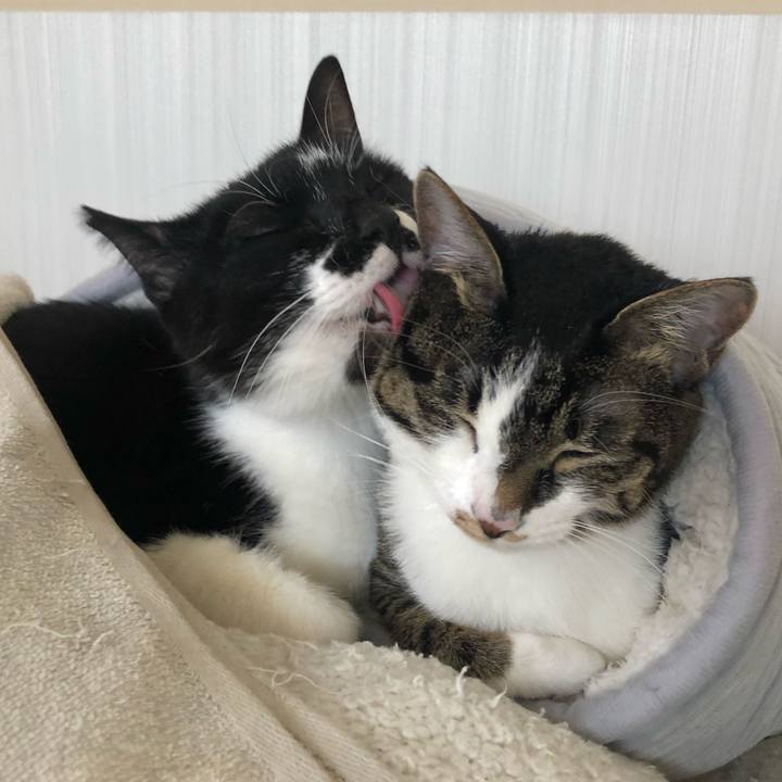 A482a00b 623d 431a aee4 2ffdbed5f0f2 1586928115339