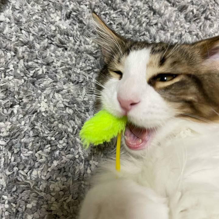 A482e7cc 0c92 4f1d 99ce 9820b3b5f303 1635676377669