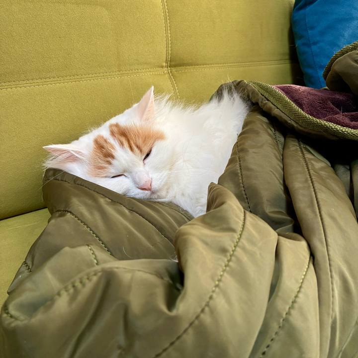 A4833b2a 048e 40a8 8df7 129577e8c698 1762572971104