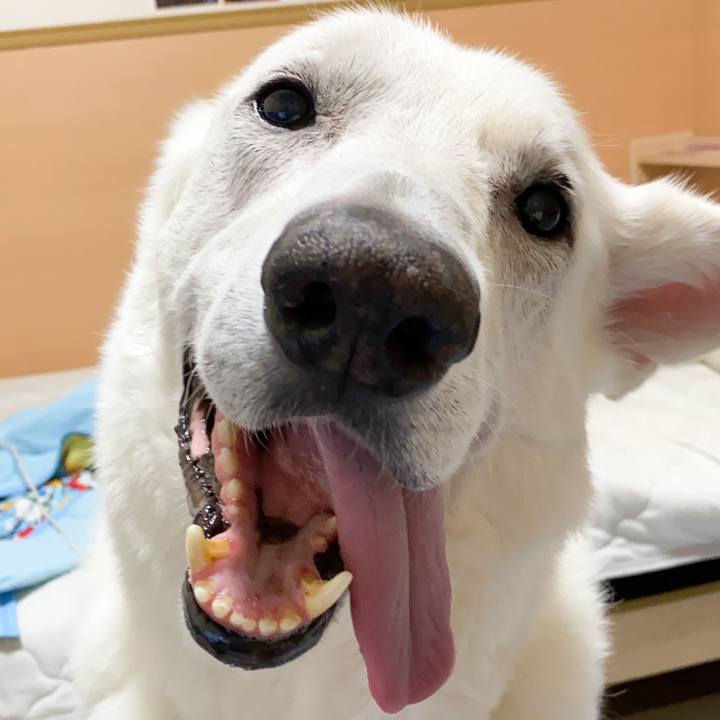 A4849206 bb06 433f 8594 0f3ba3ca60d4 1592232720815