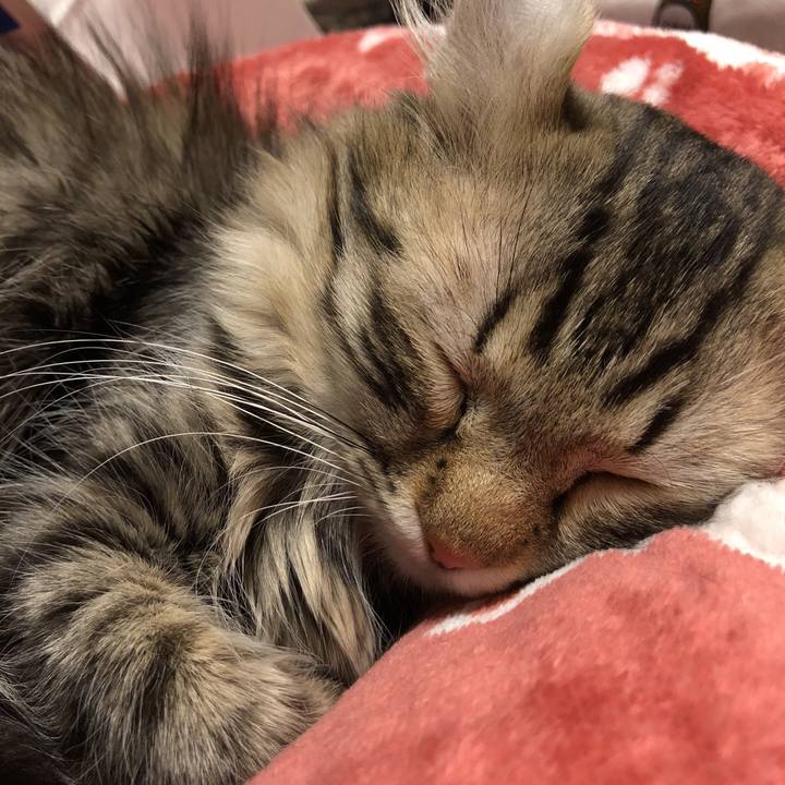 A4850e7a 957c 430e 88fc a4ab7eac7772 1514303888905