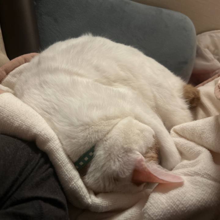 A4883506 ac41 4278 9ac7 29ffb7a372fa 1765821995518