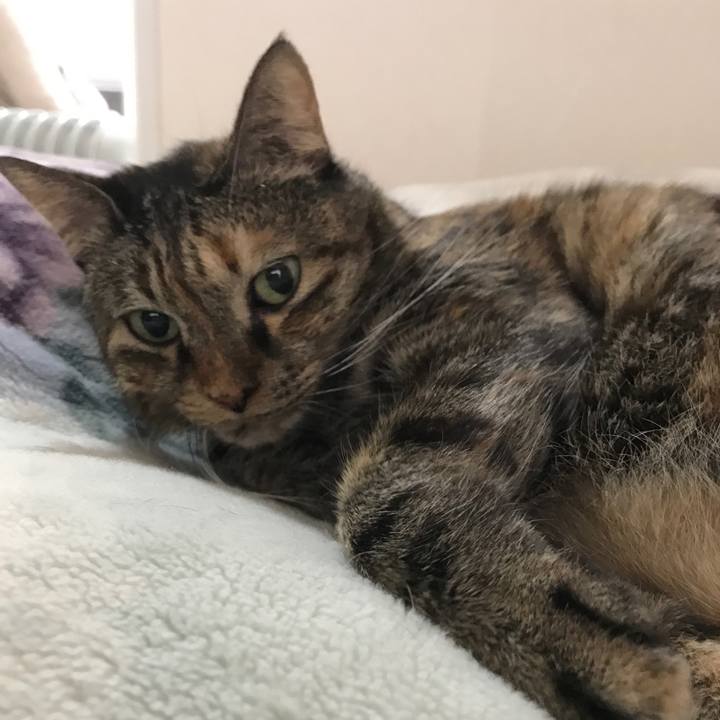 A4890e7b 45f2 4ee7 b4b5 d10a697a33ba 1513000636814