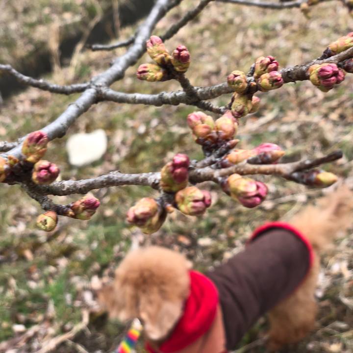 A4895c24 7424 450d a0e2 d5c865525b41 1554345003660