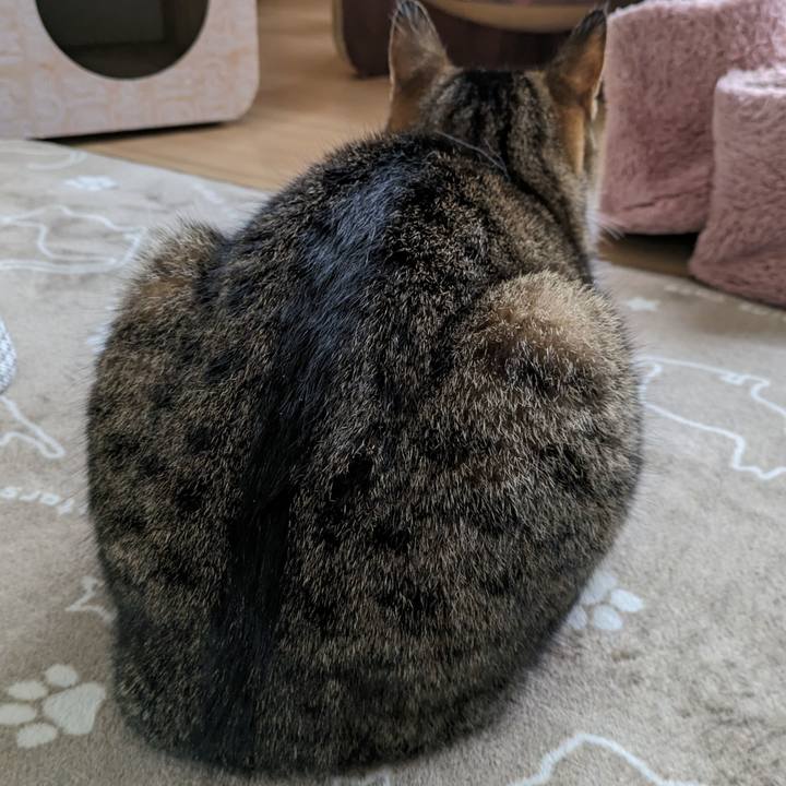 A48d72a3 90c2 4d9a a2a9 16d136e36b55 1699146141324