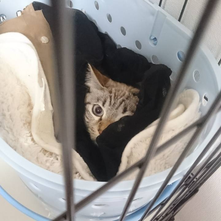 A48ebc45 639c 4641 9233 699387e43b59 1511148905699