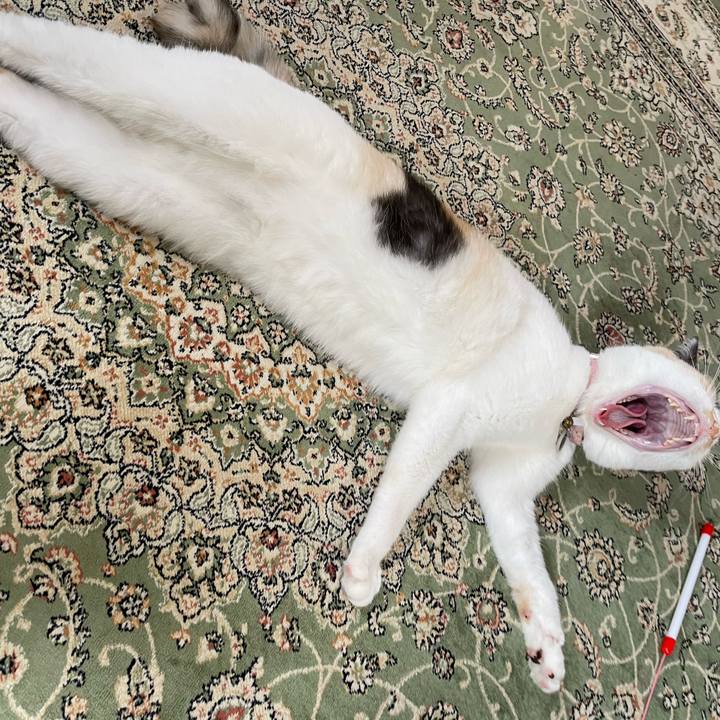 A48f183b da88 40b5 a4be ffca11f16b84 1749720041382