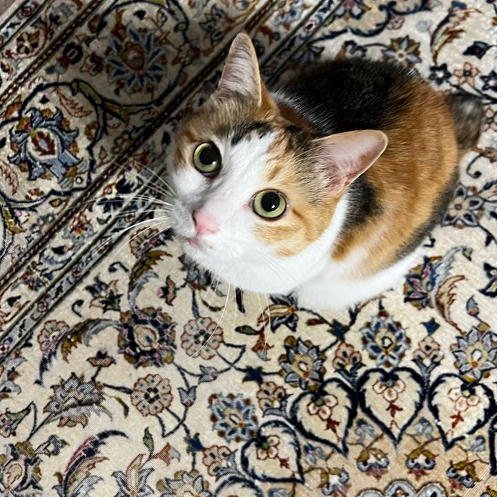 A499a93e 73df 4ce0 9bc3 86f3c640c5e9 1764714875972