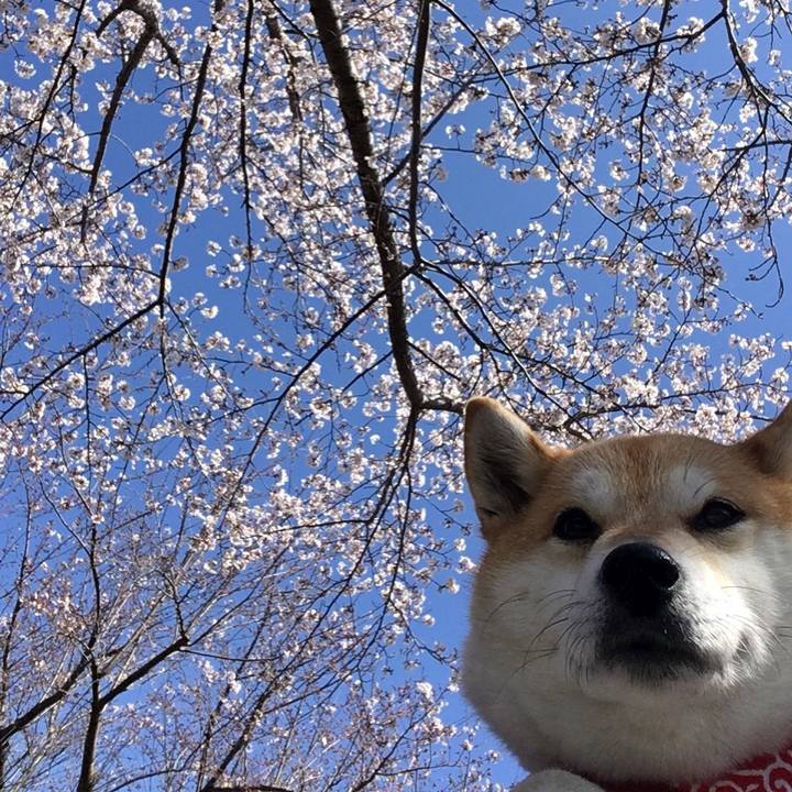 A49c7e78 5c1e 4ca9 b5b8 6b8357e58b3f 1585127769718