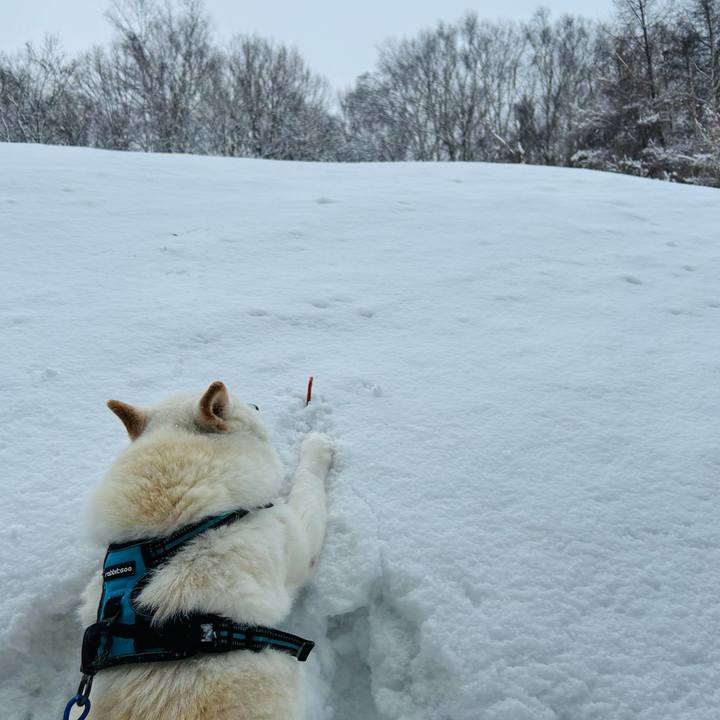 A49e13e9 9e20 4d42 9916 d868543d7550 1739488017134