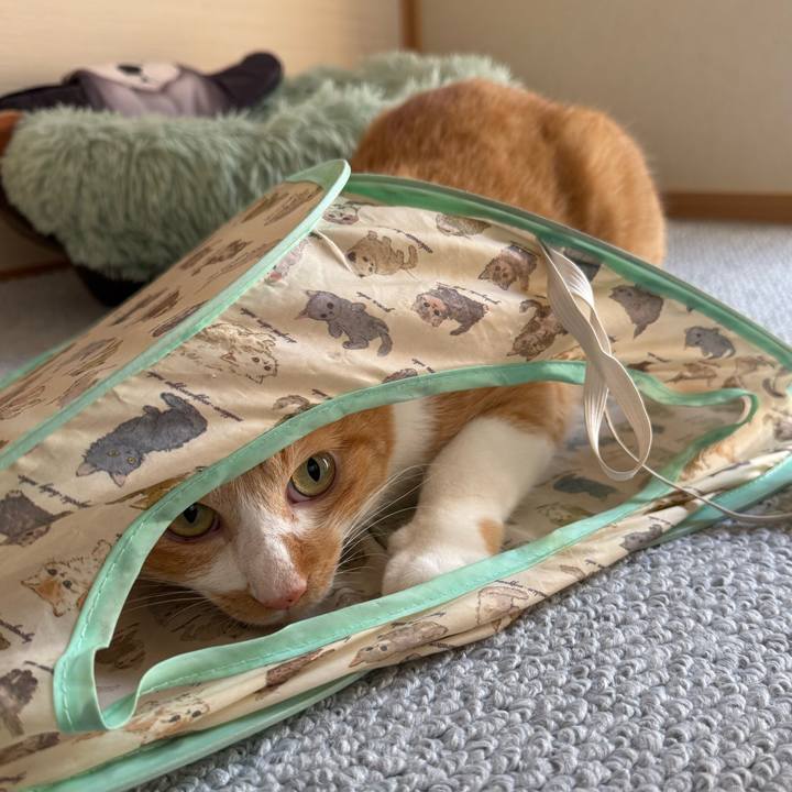 A49e8588 62c9 4454 b95b 1e09c7120e9a 1758766452773