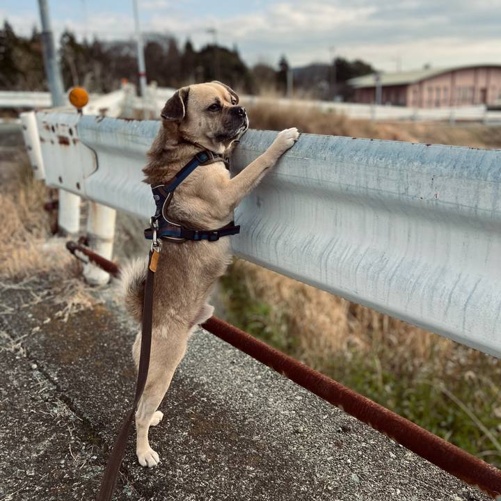 A49f56f5 e685 45d2 90be f1719652f86b 1766558374841