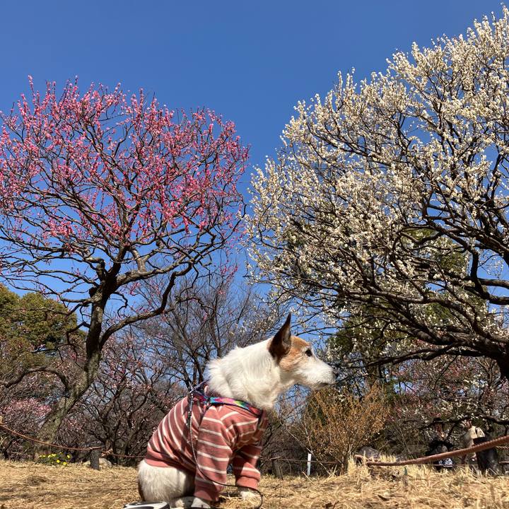 A4a1f574 c017 49d4 b1bc 7a32893f1e94 1740957571281