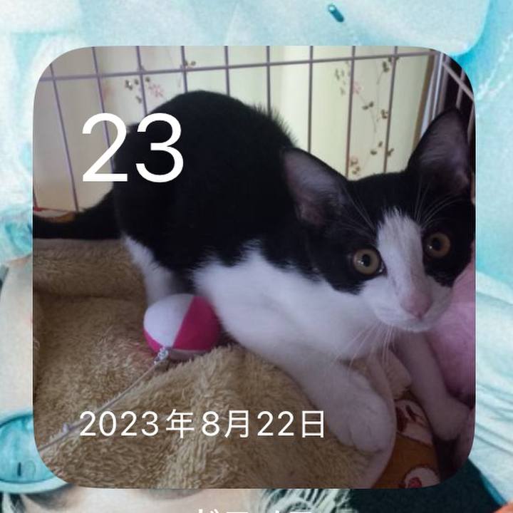 A4a293a5 8233 4192 b51f 445c252124f4 1755927428386
