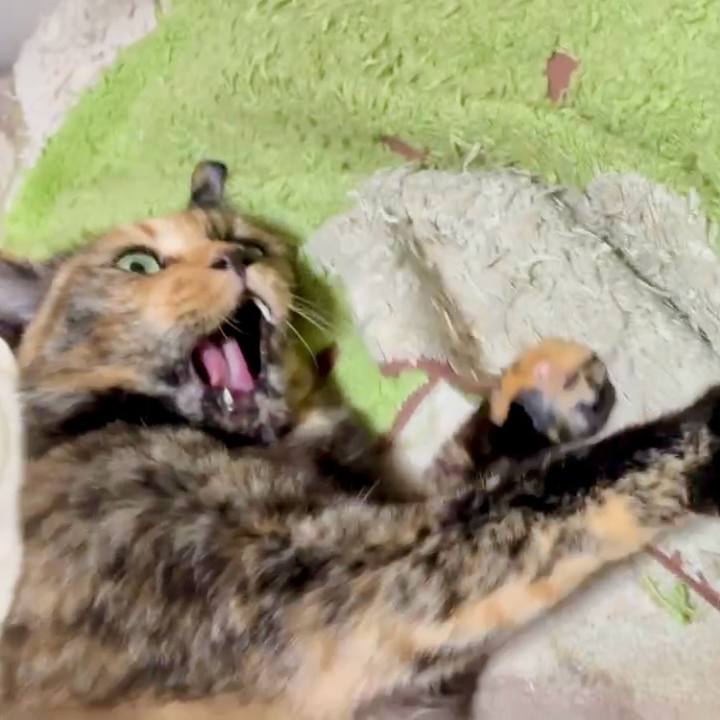 A4a40632 ccaa 48f2 89c9 4bbea240522f 1753567529069