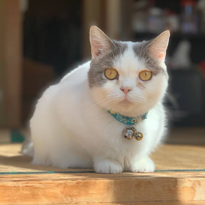 A4a5250c d5f6 40cf bbd3 1c231a71bacd 1697938394469