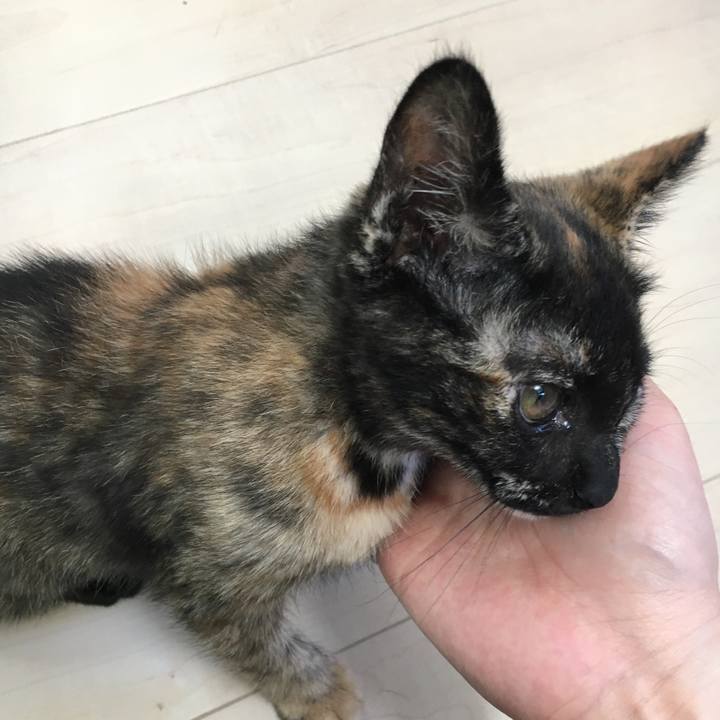 A4a708fb facc 4510 8cc1 d37f58f26c12 1564193997846