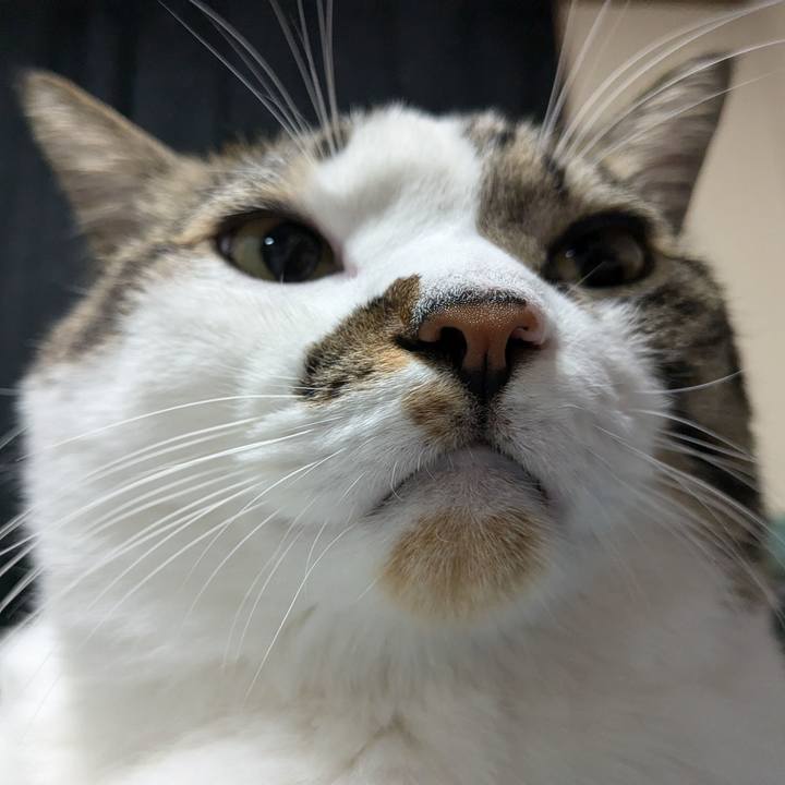 A4a74ca0 5af8 4bca b387 438fa20865da 1732709338559