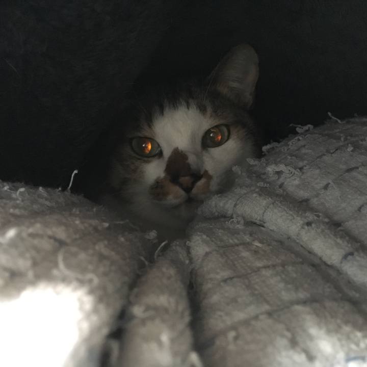 A4a9078c 339d 4389 89fb b0df2e52ba10 1512996234477