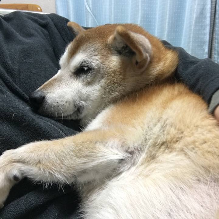 A4a954cb 3421 443d 8900 6ec4e2f8a945 1510349373025