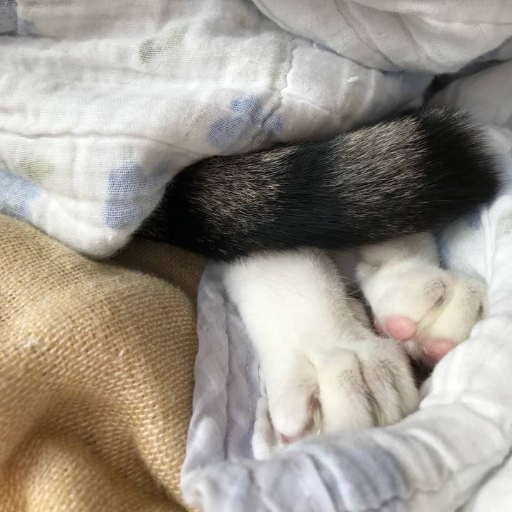 A4a98d45 bdc0 475b 93ed 4643e3eddcf5 1509846177861