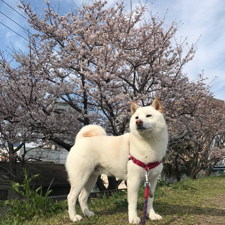 A4a9c2fe 0ee9 4cf3 a42c 16dd58723404 1522024472110