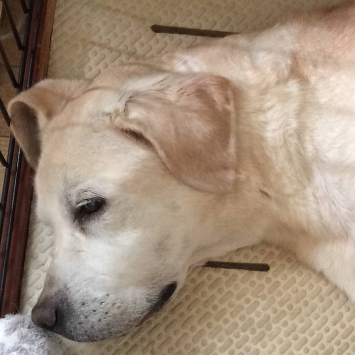 A4ae0752 f531 49f0 ba85 4525fec54a15 1532391112735