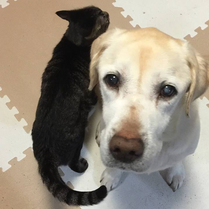 A4ae0d22 f9ad 4bfa bffd c45388a1c10f 1516614551397