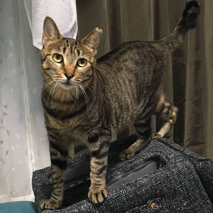 A4aff922 8e2e 43de a341 8e0102ab9258 1527688516141