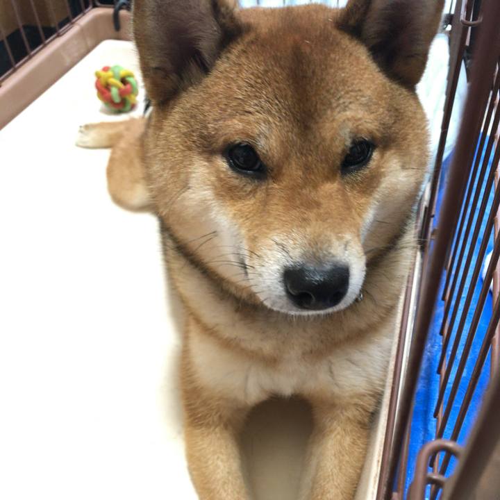 A4b17f16 ac69 4467 ba0c 1e6baebca1cd 1525596657565