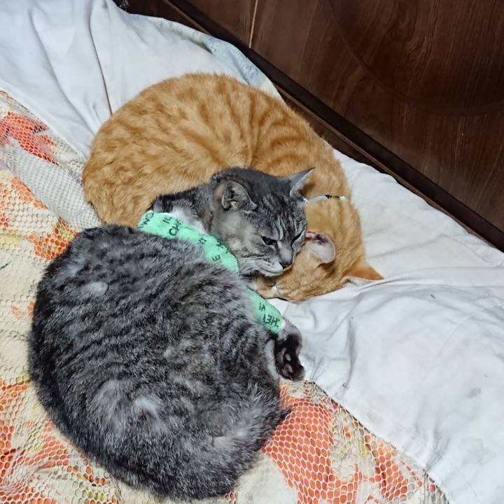 A4b1c779 ab3e 4604 8ff2 d7c15c68e63d 1587301190310