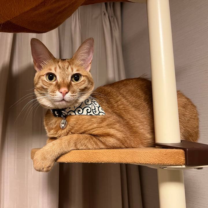 A4b217ac 65e1 4940 8d8f cbd95c15fb8d 1641093907393