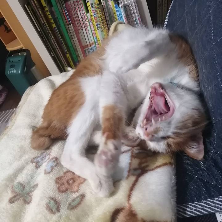 A4b2d014 691a 4a53 8619 a041c219d4b2 1620995972485