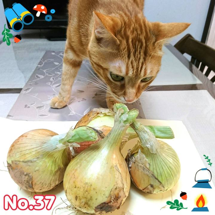 A4b36252 601e 4841 b4ff 33e3d2753ad6 1527939459610